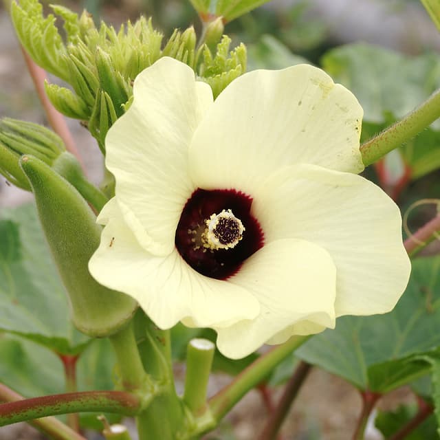 Okra